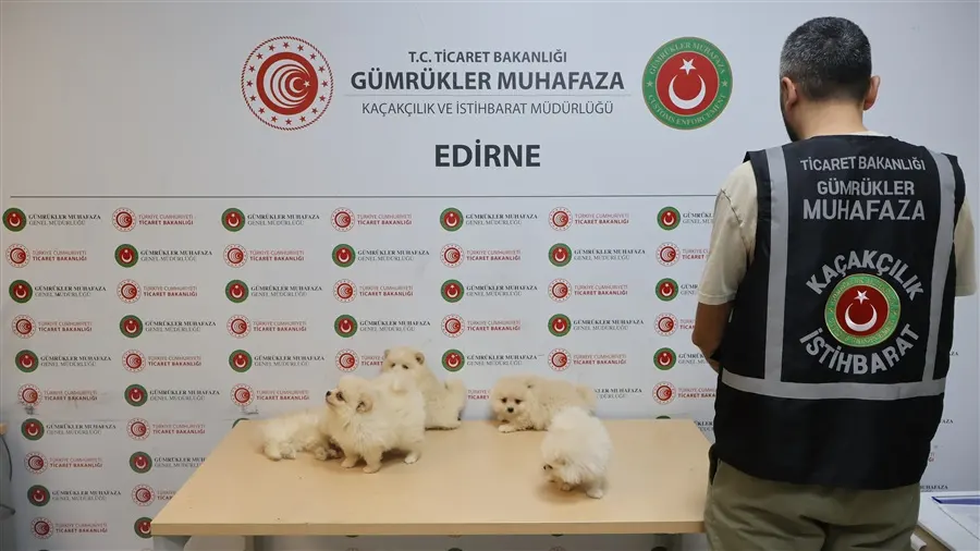 TİCARET BAKANLIĞI GÜMRÜKLER MUHAFAZA EKİPLERİNDEN YAVRU CAN DOSTLARIMIZIN KAÇAKÇILIĞINA ENGEL - Ankara gümrük müşavirliği ve dış ticaret rehberi