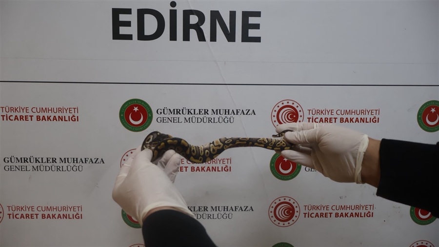 TİCARET BAKANLIĞI GÜMRÜKLER MUHAFAZA EKİPLERİ, EDİRNE- KAPIKULE GÜMRÜK KAPISI’NDA 67 CANLI PİTONU ELE GEÇİRDİ